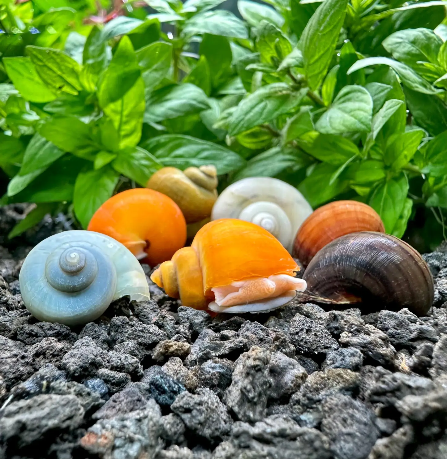Mystery Snails (Mixed Color)