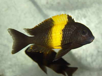 Tropheus Bemba 6-7cm