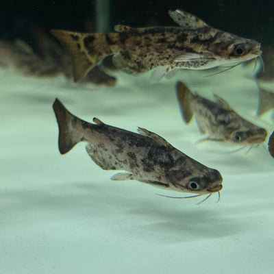 Colombia Wood Catfish 5CM