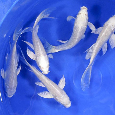 Koi Carp Platinum Veiltail - 9cm