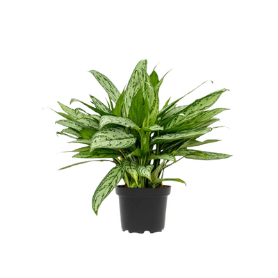 Aglaonema Species ‘Maria'