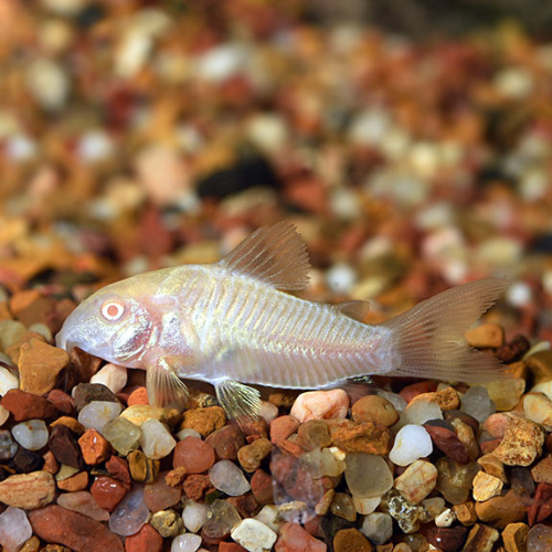 Albino Corydora