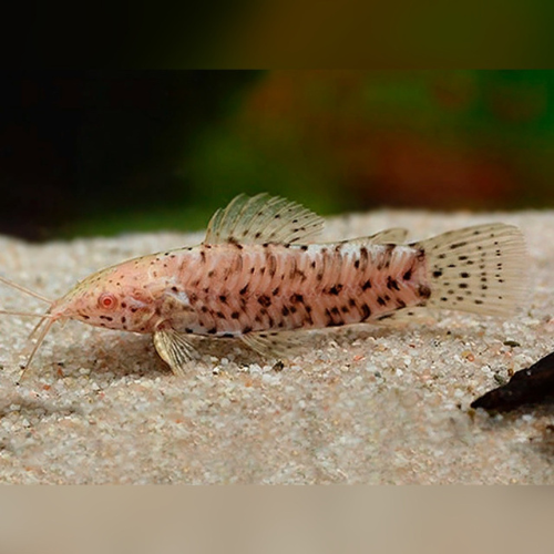 Albino Hoplo Catfish - 3.5cm