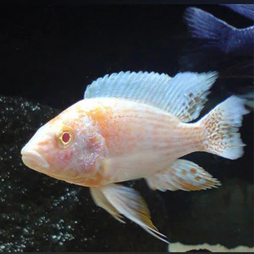 Albino Peacock Cichlid - 4"