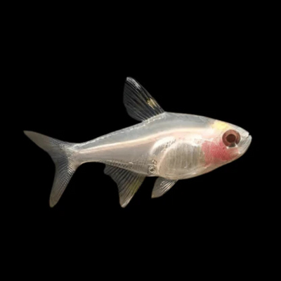 Albino Pristella Tetra