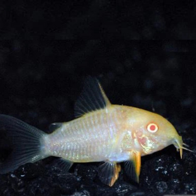 Albino Sterbai Corydoras - 2.8cm