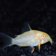 Albino Sterbai Corydoras 2.5cm