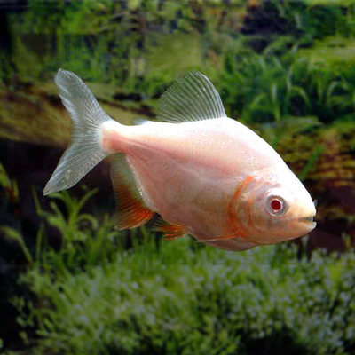 Albino Pacu - 5cm