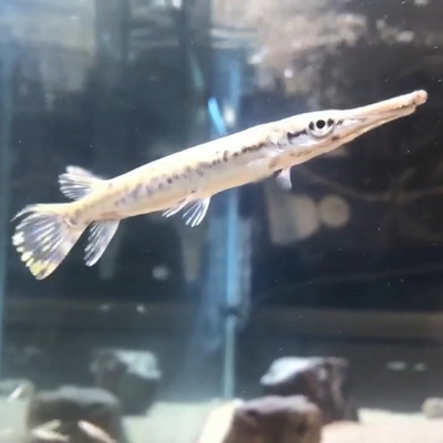 Alligator Gar