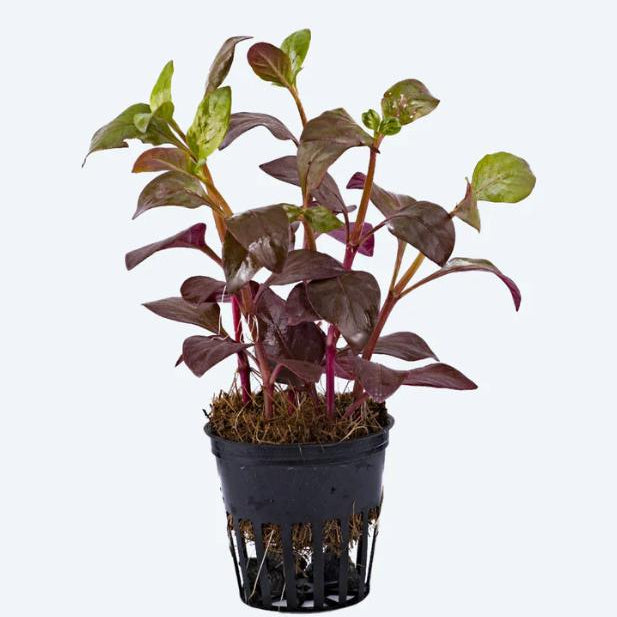 Altermanthera Bettzickiana "Brown"