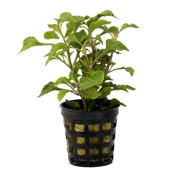 Alternanthera Bettzickiana "Giant"