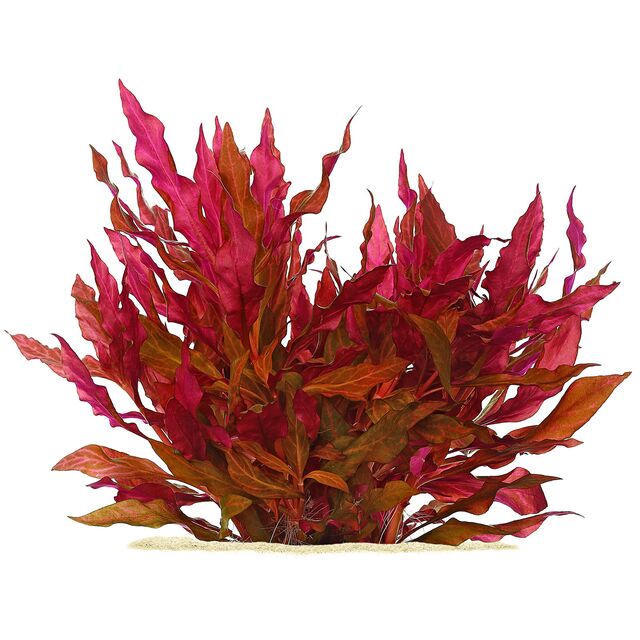 Alternanthera Reinecki Ocipus