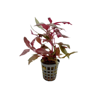Alternanthera Reineckii  'Variegated'