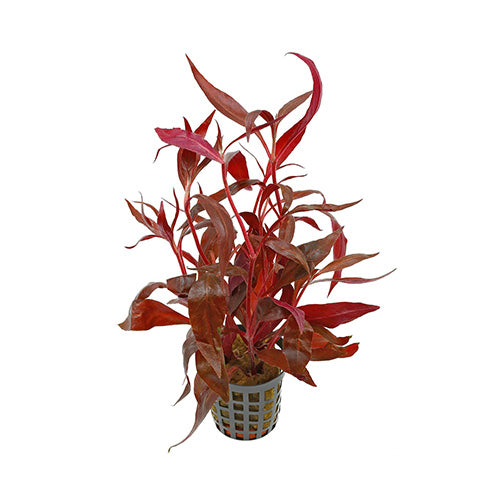 Alternanthera Rosaefolia