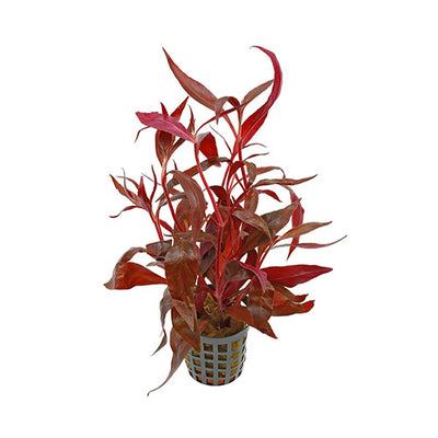 Alternanthera Rosaefolia