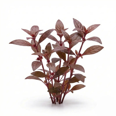 Alternanthera Sessilis