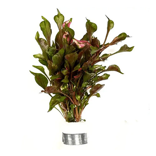Alternanthera Bettzickiana Red
