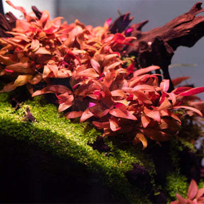 Alternanthera Reineckii Mini