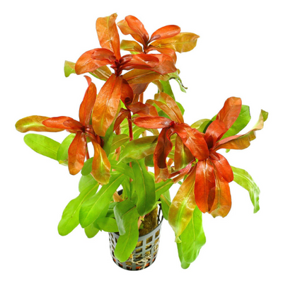 Ammannia Gracilis