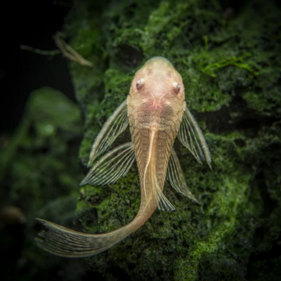 Ancistrus L144 Albino Longfin - 4cm
