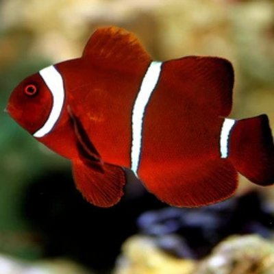 Clownfish Maroon Clown (Anemonefish) - 5cm