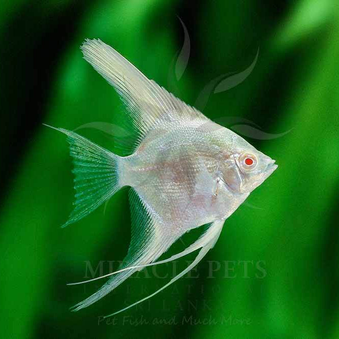 Red Eye Spangle Angelfish - S