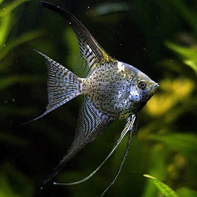 Leopard Angelfish - S