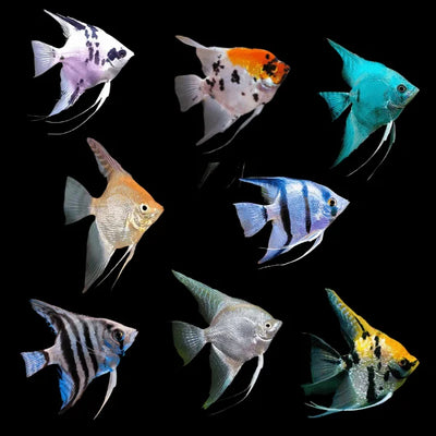 AngelFish Mix