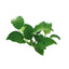 Anubias Barteri