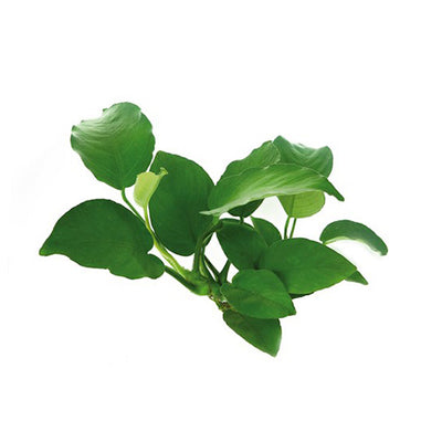 Anubias Barteri