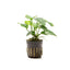 Anubias Barteri Broad Leaf