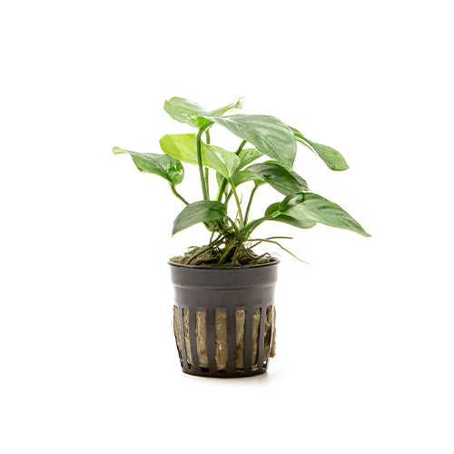 Anubias Barteri Broad Leaf