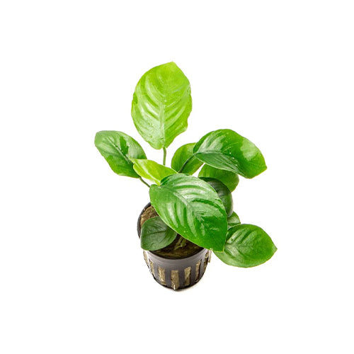 Anubias Barteri Broad Leaf