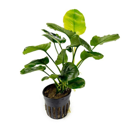 Anubias Barteri Round (Golden)
