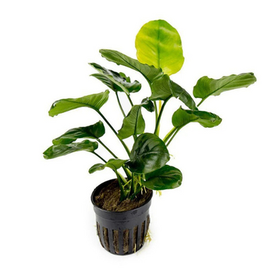 Anubias Barteri Round (Golden)