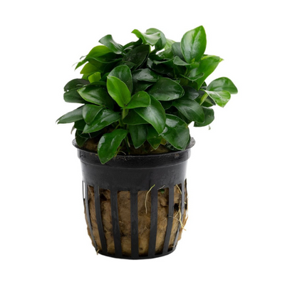 Anubias Barteri Var Nana (Bonsai)
