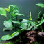 Anubias Barteri