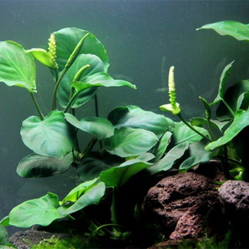 Anubias Barteri