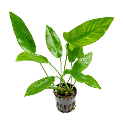 Anubias Hastifolia