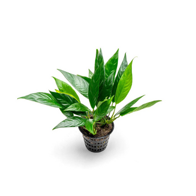 Anubias Lanceolata