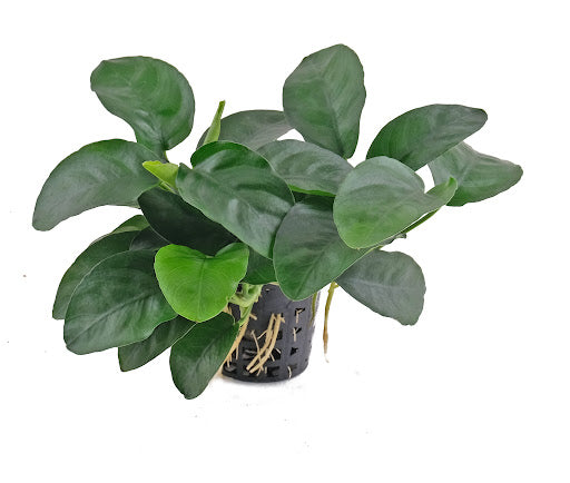 Anubias Long wavy