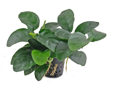 Anubias Long wavy