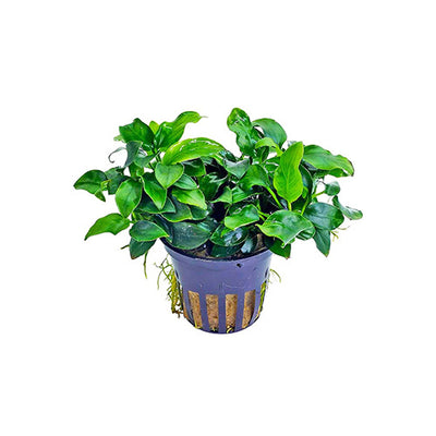 Anubias Nana