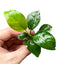 Anubias Nana "Dwarf"