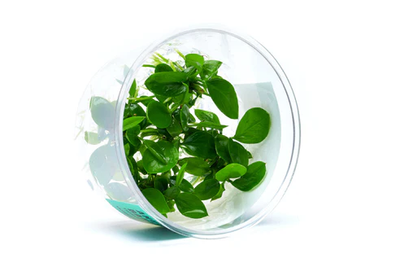 Anubias Barteri T/C