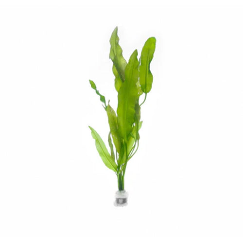 Aponogeton Crispus