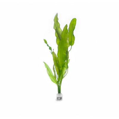 Aponogeton Crispus