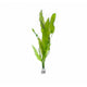Aponogeton Crispus