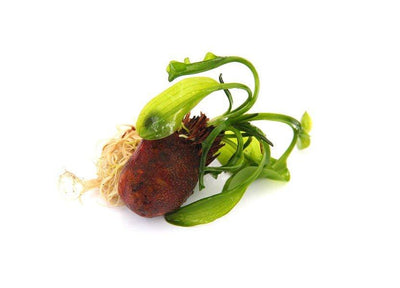 Aponogeton Undulatus "Bulb"
