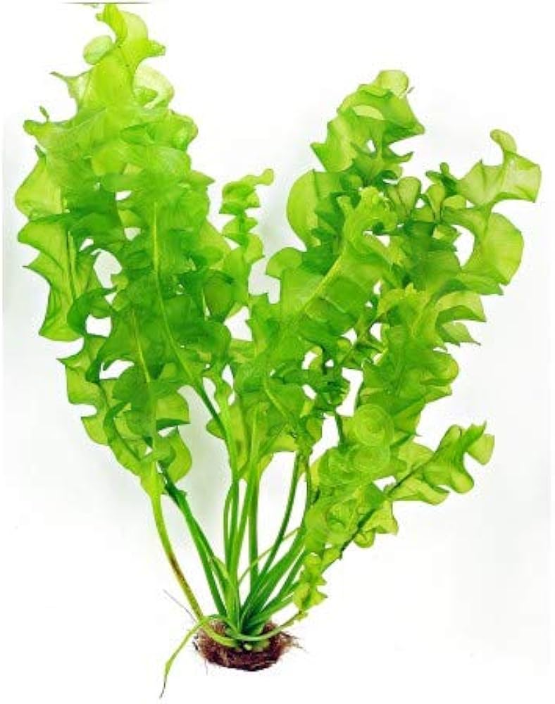 Aponogeton Undulatus "Plant"